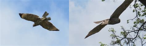 North Texas today - hawk ID help : r/whatsthisbird