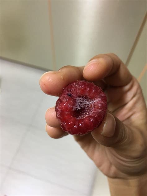 Hairy Stuff Inside Raspberry What Are Those Stuff Anyone Know If The