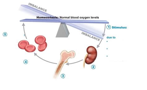 Ap1 Hematology Homeostasis Of Normal Blood Oxygen Level Diagram