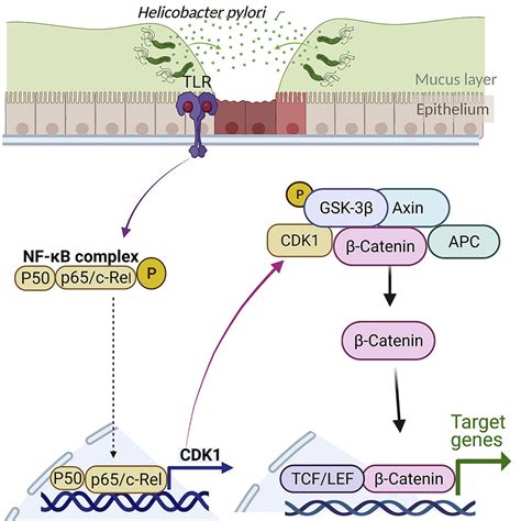 Cdk1 Bridges Nf κb And β Catenin Signaling In Response To H Pylori Infection In Gastric