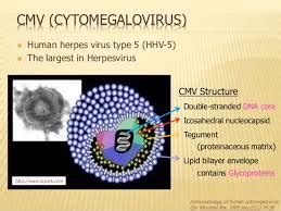 Cytomegalovirus Symptoms, Treatment & CMV Transmission | MedicineBlog