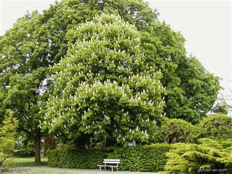 Horse Chestnut Aesculus Hippocastanum Garden