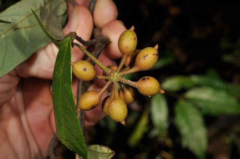 Plant6 Annonaceae Image 44749 At PhytoImages Siu Edu