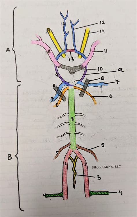 Close Up Circle Of Willis Diagram Quizlet