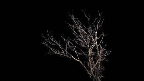 Tree With Alpha Channel Stock Footage Sbv 305045178 Storyblocks