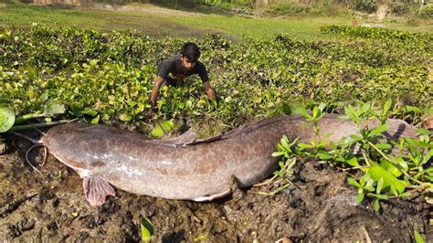 Amazing Hand Fishing Best Catching Catfish Under The Water Hyacinth