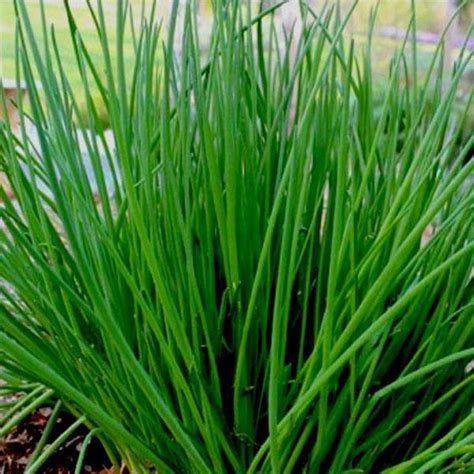 Buy Chives Herb Seeds Online From Nurserylive At Lowest Price