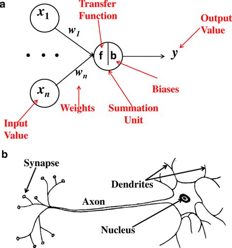 The Structure Of The Most Common Ann Model A And Biological Neural