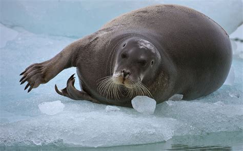 Wildlife of Svalbard. Svalbard (Spitsbergen) Archipelago, Norway | Mike ...