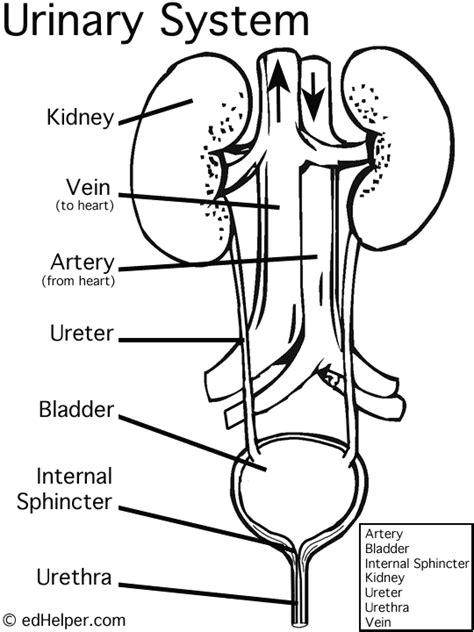 Basic Urinary System Diagram No Labels Renal Blank Labeled