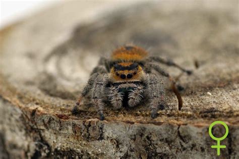 Sex Determination Of Jumping Spiders Insektenliebe