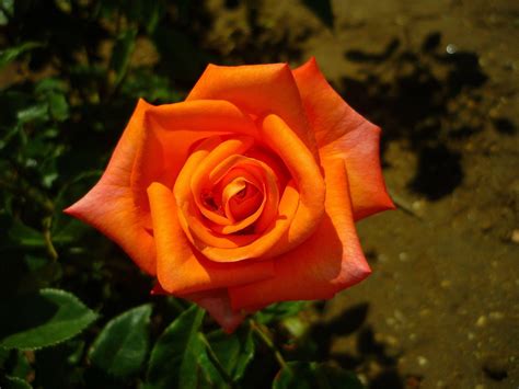 Orange Rose Wallpapers - Wallpaper Cave