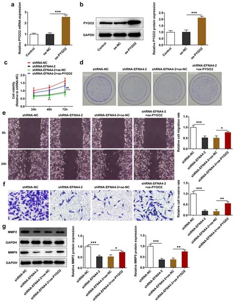 The Inhibitory Effects Of Efna4 Knockdown On Huh7 Cell Proliferation