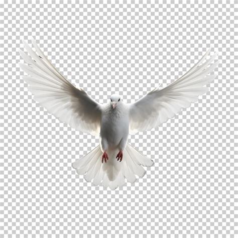 Premium PSD White Pigeon Isolated On Transparent Background