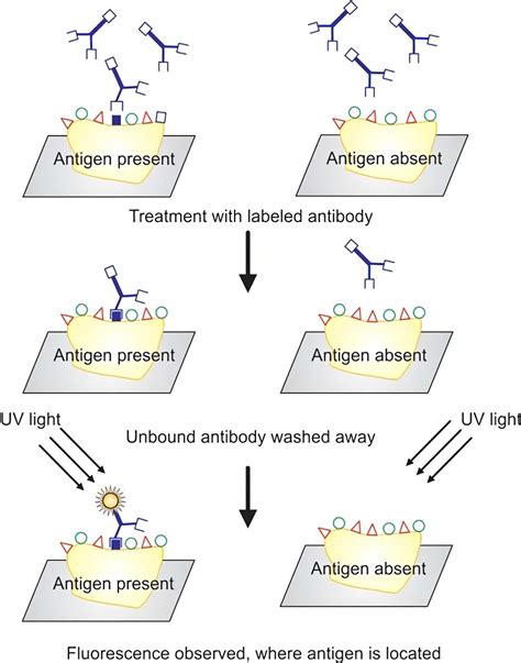 Indirect Immunofluorescence Assay