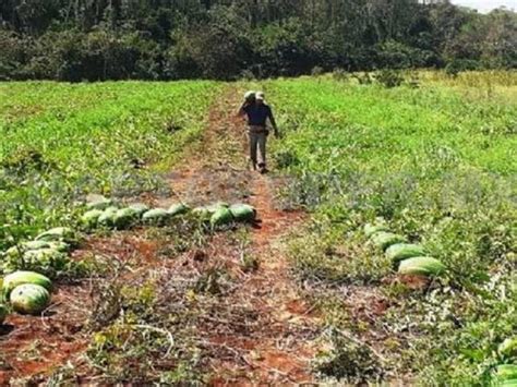 Productores Denuncian Da Os A Sus Cosechas