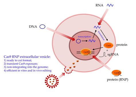 Recent Advances In Crisprcas9 Delivery Strategies