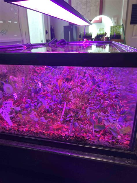 [FS] St Louis, MO - $10 - Buce Rhizomes : r/AquaSwap