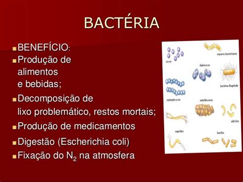 Biologia Bactérias