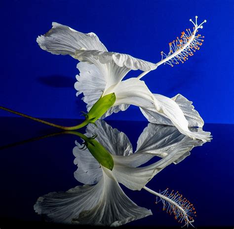 Hibiskus Blossom Blomst Gratis foto på Pixabay