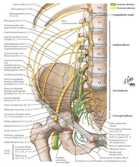 Nerves Of The Lumbar Spine Medical Anatomy Plexus Products Anatomy