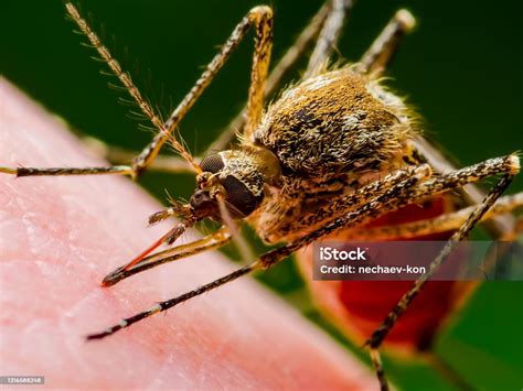 Gigitan Nyamuk Terinfeksi Malaria Di Latar Belakang Hijau Leishmaniasis