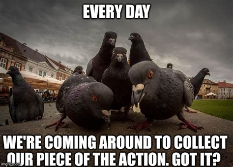 Pigeon Extortion Racket Imgflip