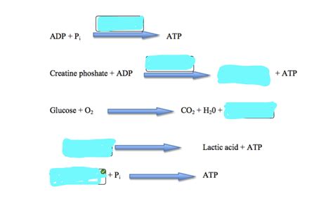 ATP sources pf muscle contraction Diagram | Quizlet