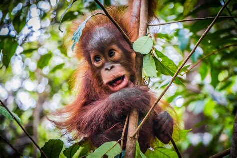 12 Hewan Khas Kalimantan Yang Unik Dan Terancam Punah