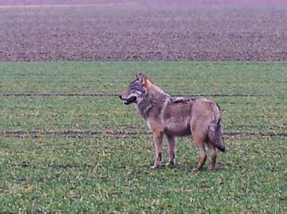 Wolfsrisse Und Angriffe Auf Weidetiere In Ostfriesland Ein Kommentar