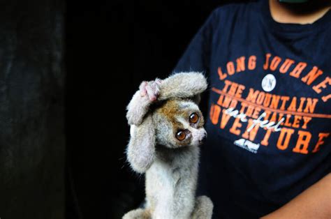 The Slow Loris, The Primate With A Surprisingly Deadly Venom