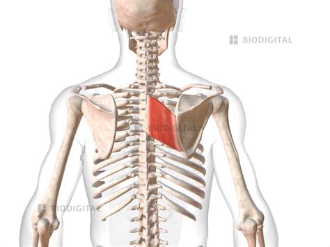 Right Rhomboid Major Biodigital Anatomy
