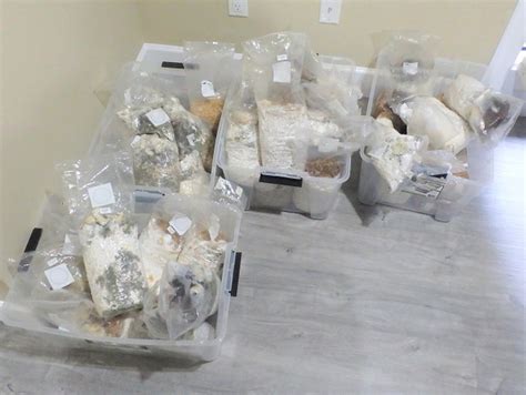 Mounties Seizes Illicit Mushroom Grow Op At Surrey Residence Sher E