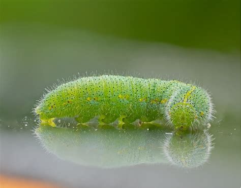 Wet weather brings out cabbage white butterfly and other pests – Cesar ...