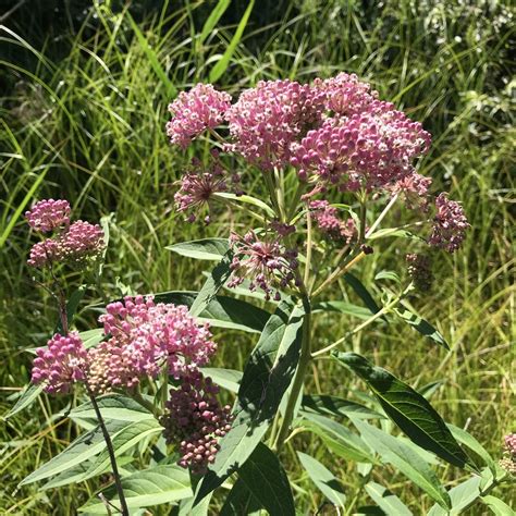 Swamp Milkweed Wildflowers Of Southeast Michigan · Inaturalist