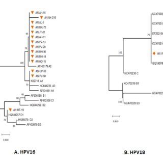 Phylogenetic Analysis For The Hpv L Partial Gene Displayed The