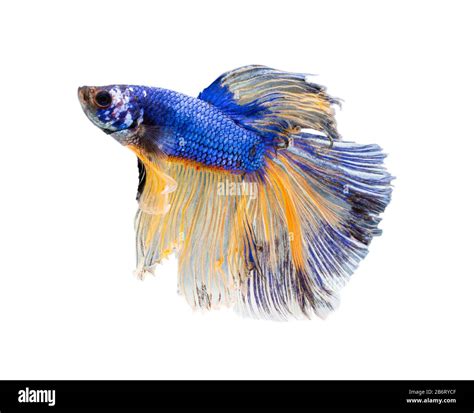 Beautiful Betta Splendens Half Moon Siamese Betta Fish Fighting Fish