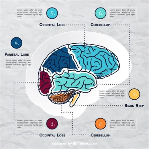 Plantilla de infografía cerebral con detalles de color Vector Premium