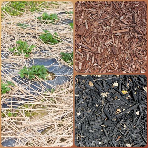 Vegetable Garden Benefits Of Mulching