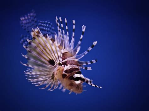 Lionfish Wallpaper Wallpapersafari