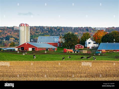 Dairy Farm Hi Res Stock Photography And Images Alamy