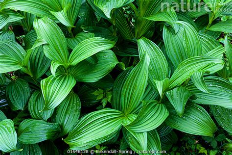 Stock Photo Of Green False Hellebore Veratrum Viride In Olympic