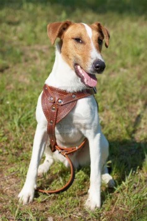Cute Fox Terrier Smooth Dog Photo And Wallpaper Beautiful Cute Fox