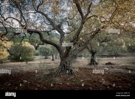 Olive Tree Orchard Mediterranean Andalusia Spain Stock Photo Alamy