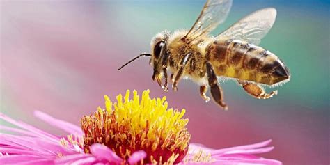 Was Sich In St Dten Gegen Das Insektensterben Tun L Sst Natur