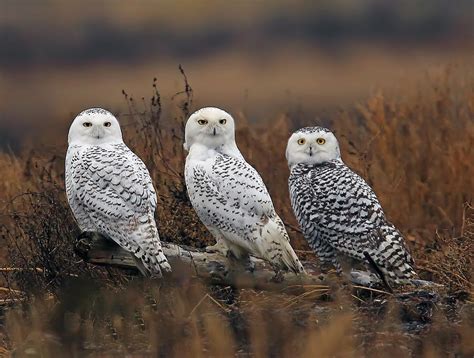 Snow Owls The Three Amigos Photograph By Evergreen Photography Fine