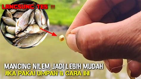 Cara Dan Umpan Ikan Nilem Sungai Paling Ampuh Racikan Umpan Ikan