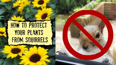 How To Keep Squirrels From Your Garden At Aaron Casey Blog