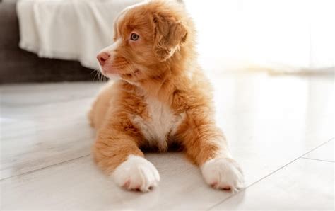 Premium Photo Bright Toy Duck Entertains Toller Puppy In Room A Nova