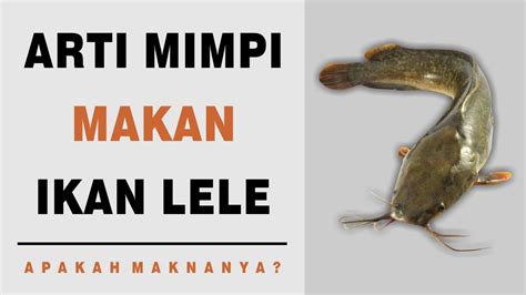 Arti Mimpi Makan Ikan Lele Youtube